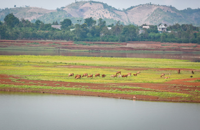 Những chú bò gặm cỏ trên những mô đất giữa lòng hồ